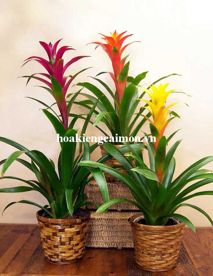 Cây Kiểng Lá Phong Lộc Hoa - Ảnh 19