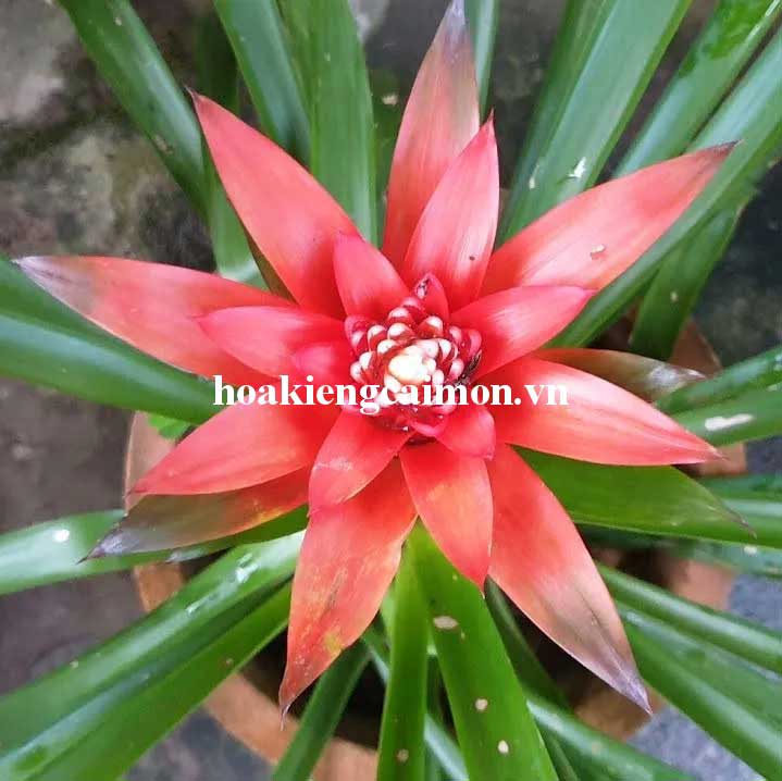 Cây Kiểng Lá Phong Lộc Hoa - Ảnh 26