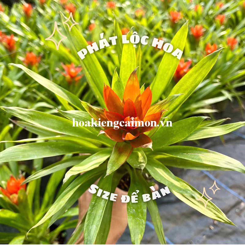 Cây Kiểng Lá Phong Lộc Hoa - Ảnh 22
