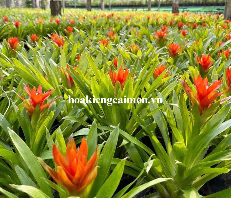 Cây Kiểng Lá Phong Lộc Hoa - Ảnh 23