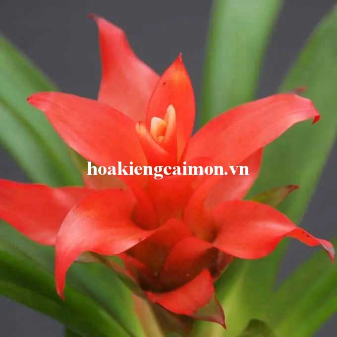Cây Kiểng Lá Phong Lộc Hoa - Ảnh 27