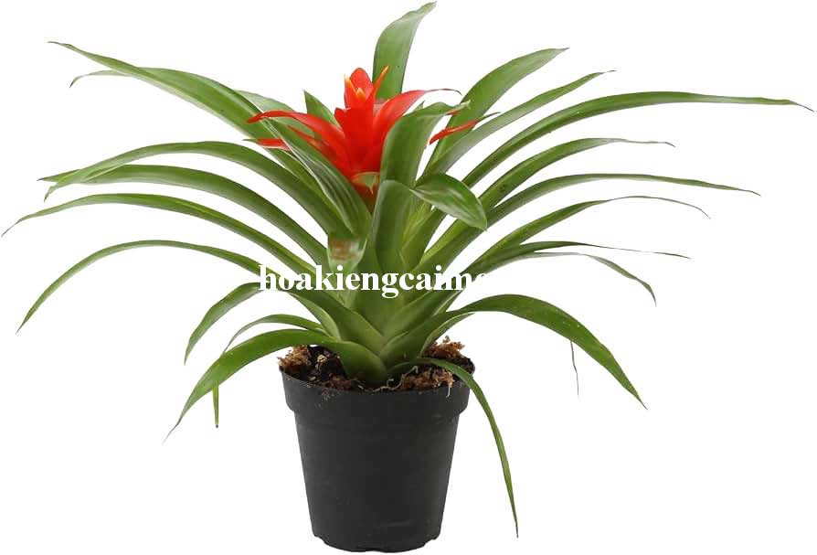 Cây Kiểng Lá Phong Lộc Hoa - Ảnh 28