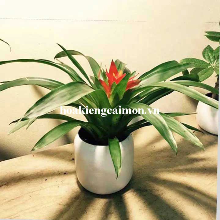 Cây Kiểng Lá Phong Lộc Hoa - Ảnh 29