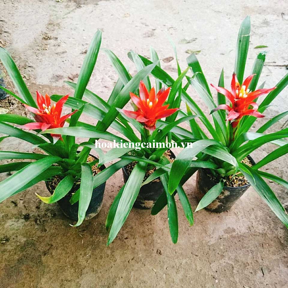 Cây Kiểng Lá Phong Lộc Hoa - Ảnh 2