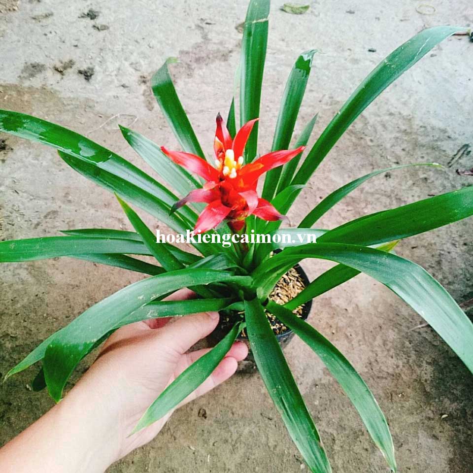 Cây Kiểng Lá Phong Lộc Hoa - Ảnh 3