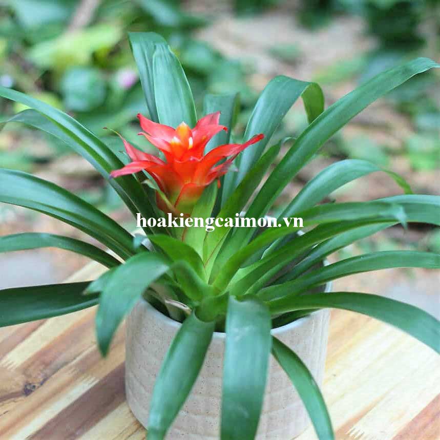 Cây Kiểng Lá Phong Lộc Hoa