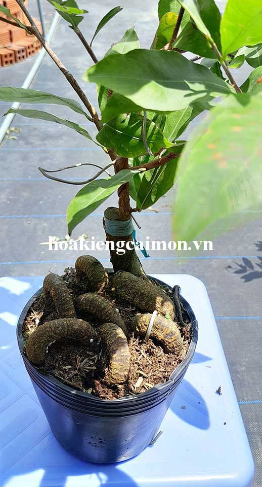 Mai Giảo Siêu Nụ Quấn Rễ Hình Rắn