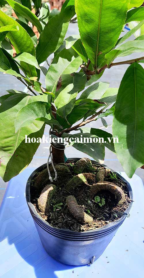 Mai Siêu Bông Sài Gòn Quấn Rễ Hình Rắn