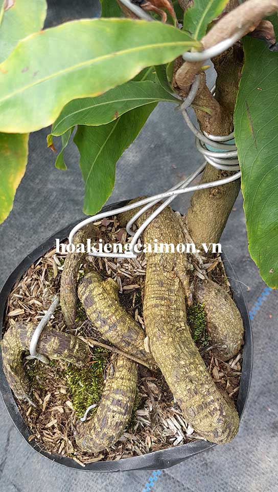 Mai Siêu Bông Bình Lợi Quấn Rễ Hình Rắn