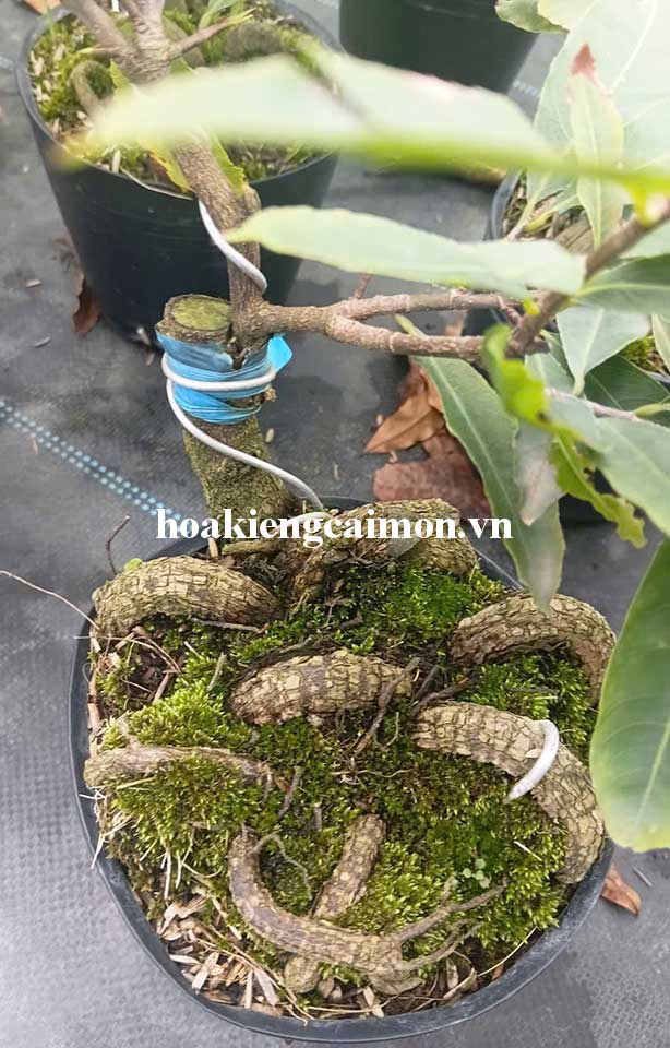 Mai Cúc Hoa Hồng Thanh Tú Quấn Rễ Hình Rắn