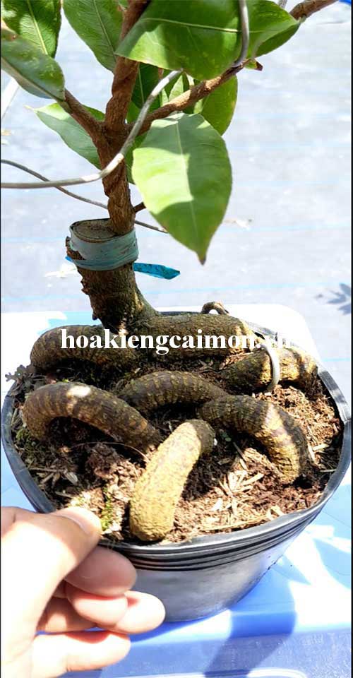 Mai Giảo Như Ý Quấn Rễ Hình Rắn