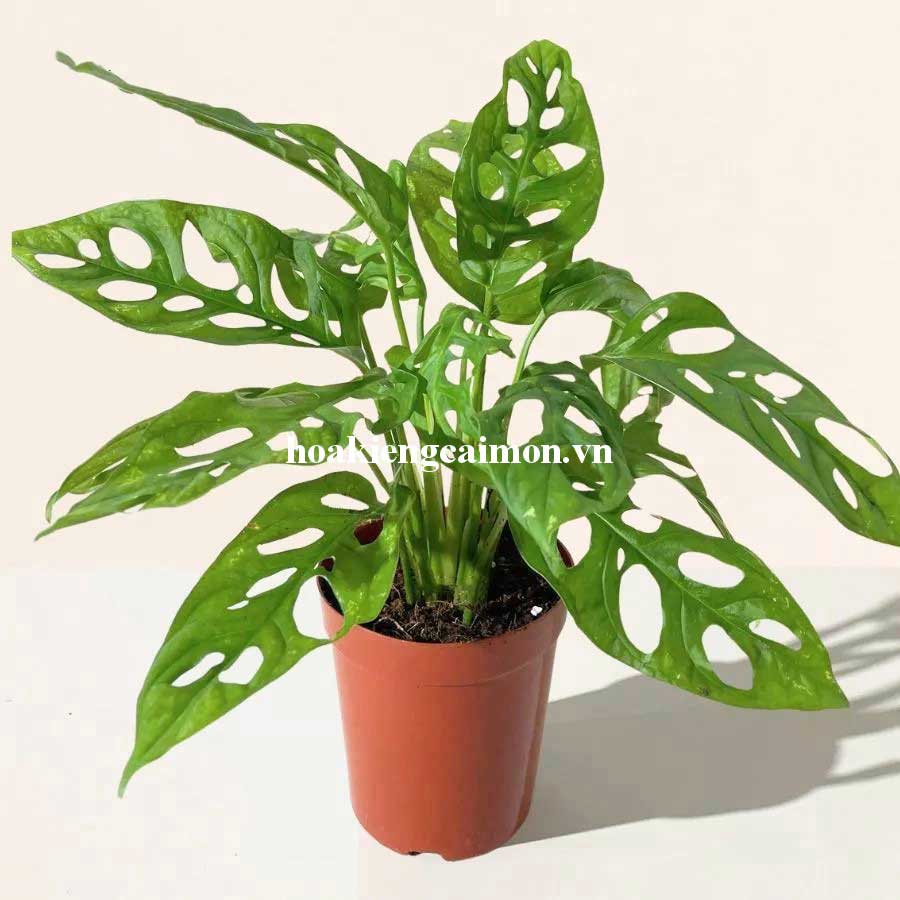 Cây Kiểng Lá Trầu Bà Lá Lỗ