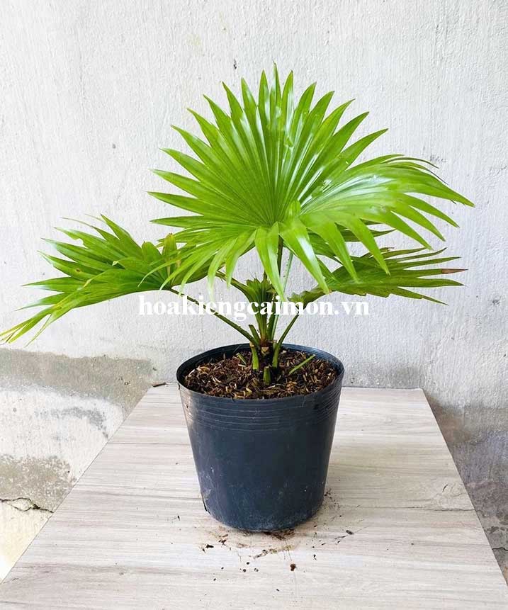 Cọ Pháp - Ảnh 12