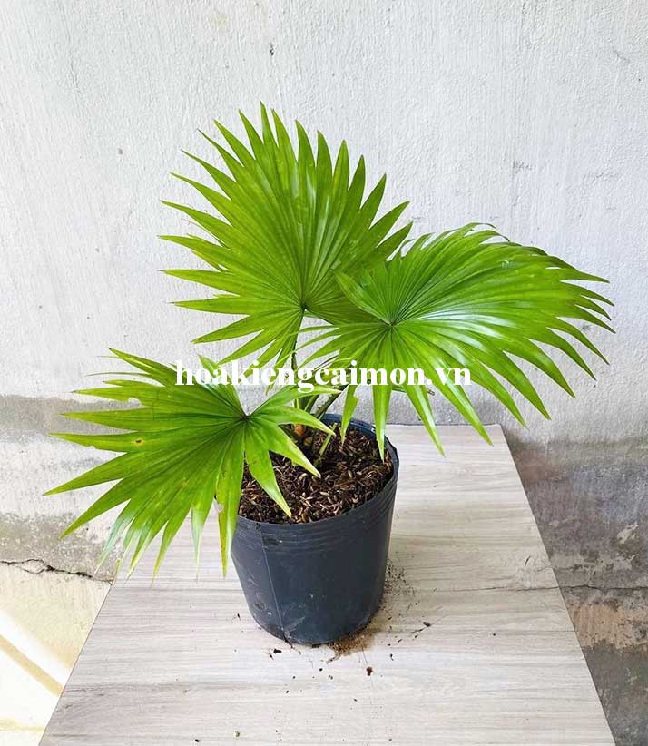 Cọ Pháp - Ảnh 13