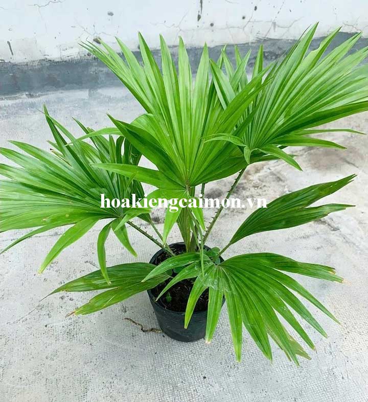 Cọ Pháp - Ảnh 15