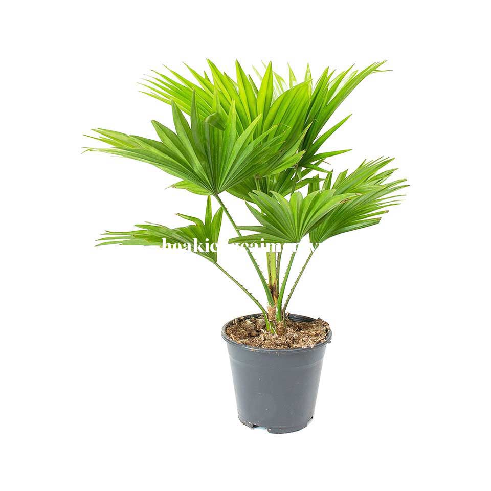 Cọ Pháp - Ảnh 4
