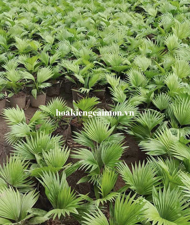 Cọ Pháp - Ảnh 6