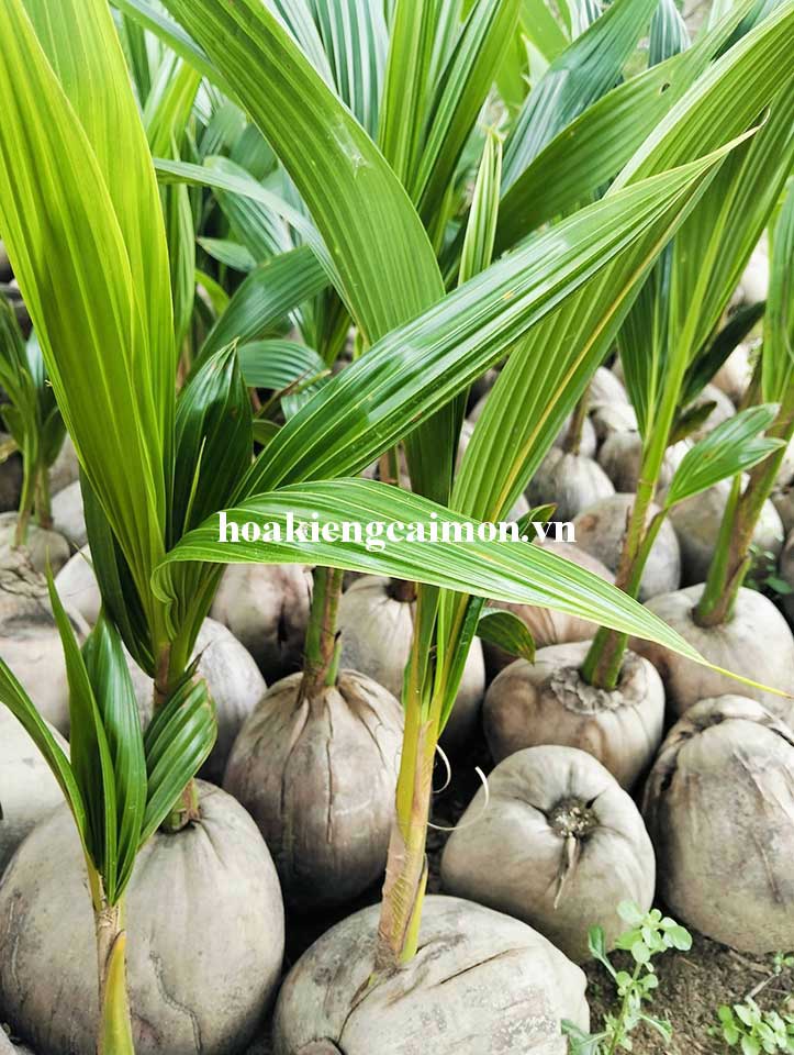 Dừa Ta