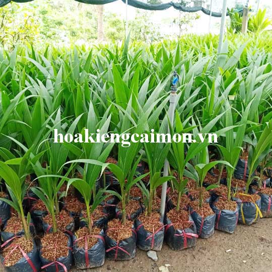 Dừa Mã Lai Chu
