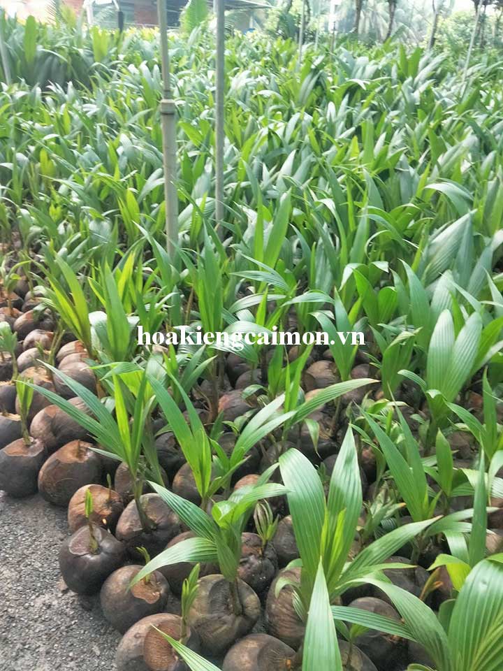 Dừa Dâu