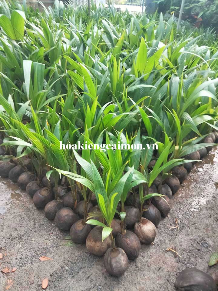 Dừa Xiêm Đỏ