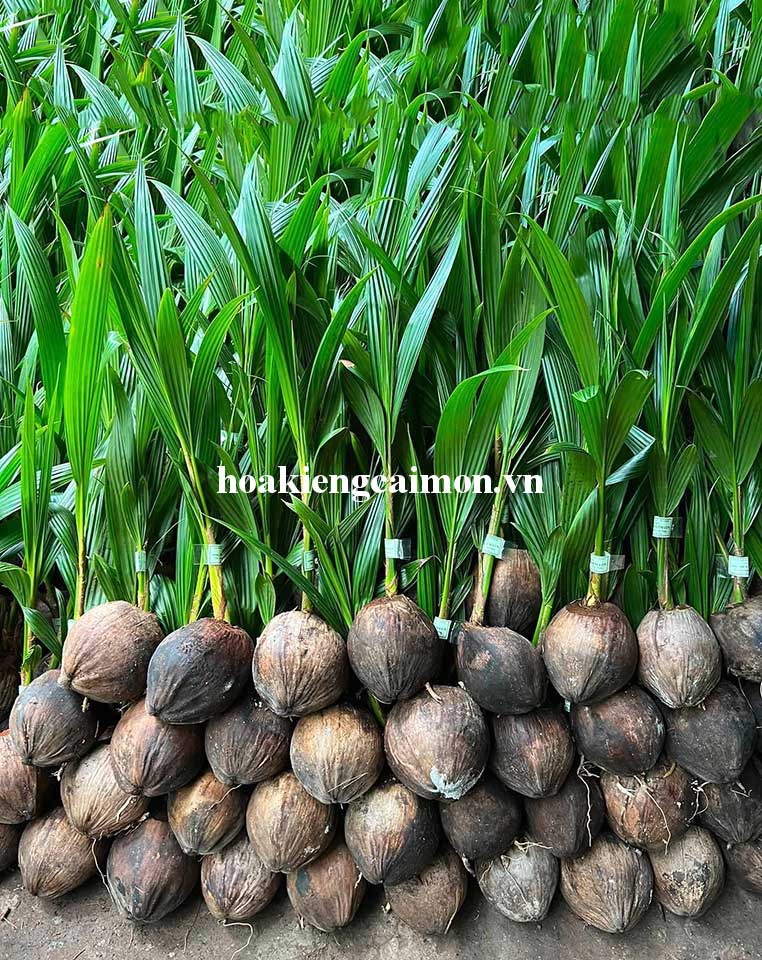 Dừa Dứa