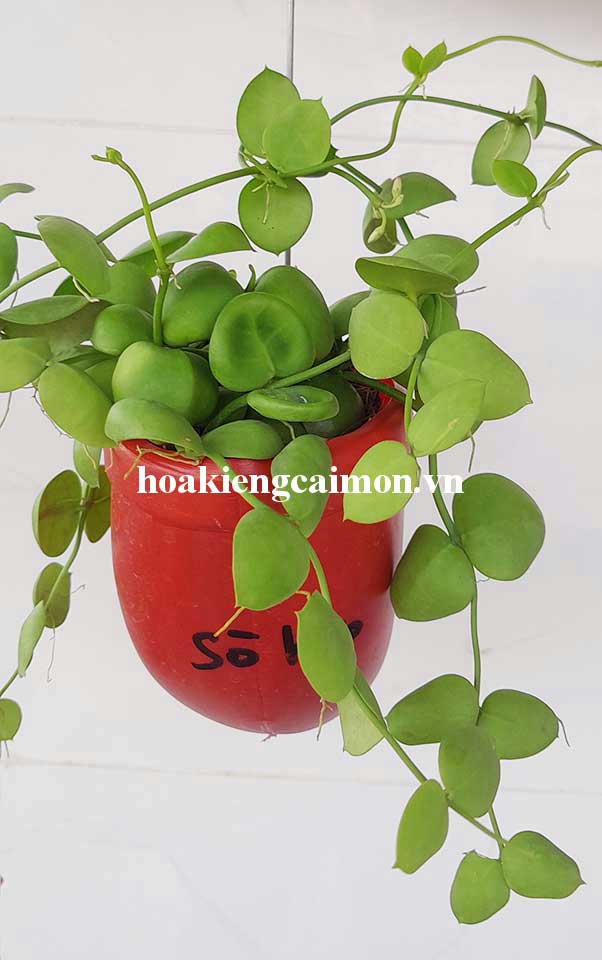Cây Kiểng Lá Lan Sò Hào