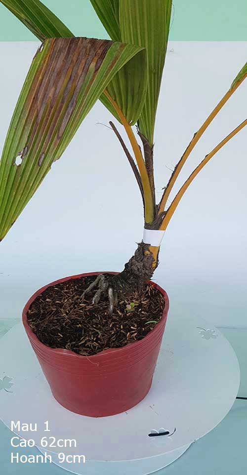 Dừa Kiểng Mẫu 1