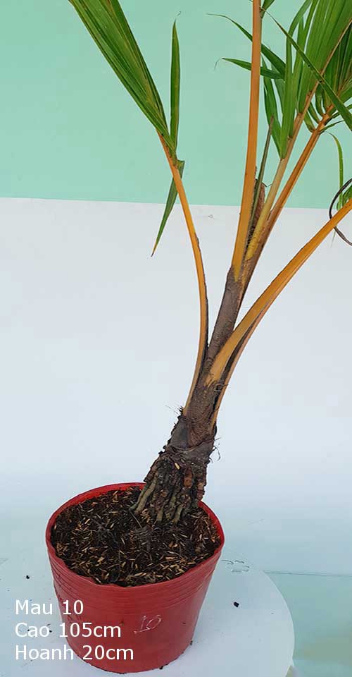 Dừa Kiểng Mẫu 10