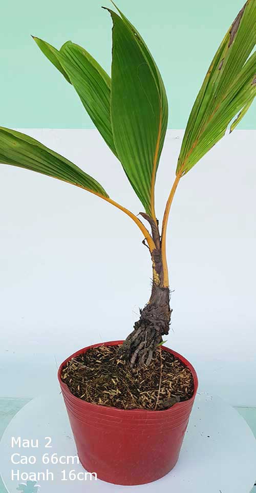 Dừa Kiểng Mẫu 2