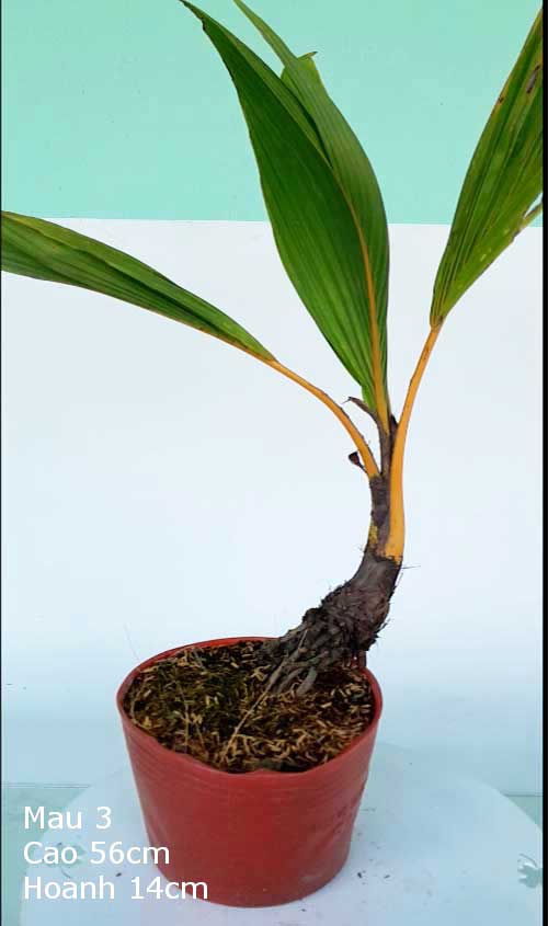 Dừa Kiểng Mẫu 3