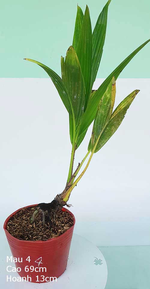 Dừa Kiểng Mẫu 4