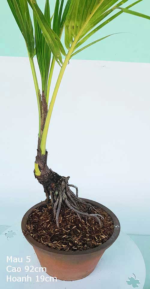 Dừa Kiểng Mẫu 5