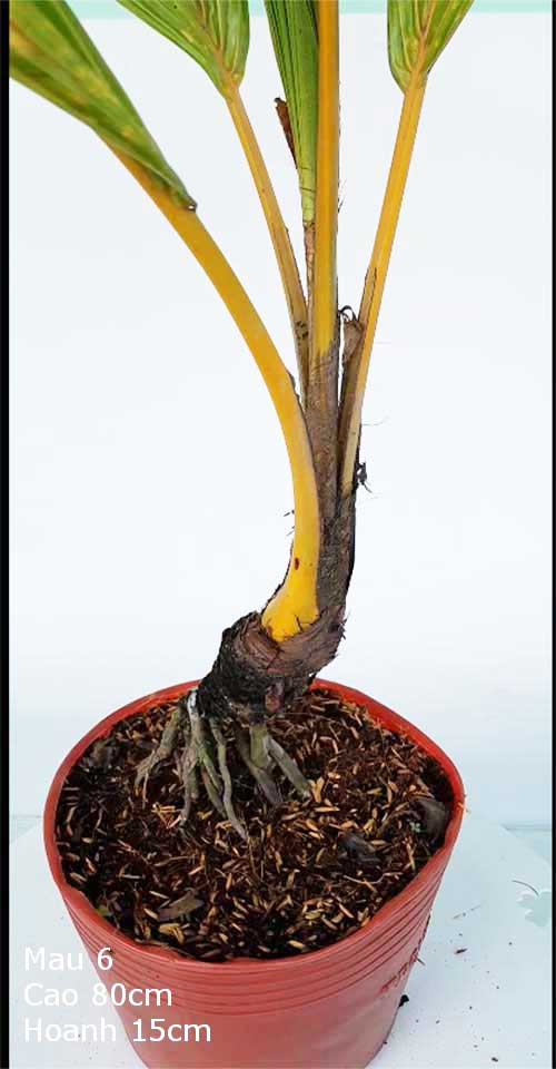 Dừa Kiểng Mẫu 6