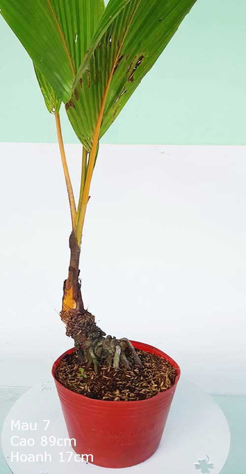 Dừa Kiểng Mẫu 7