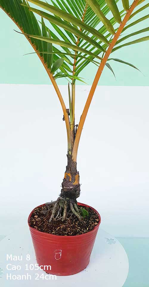 Dừa Kiểng Mẫu 8