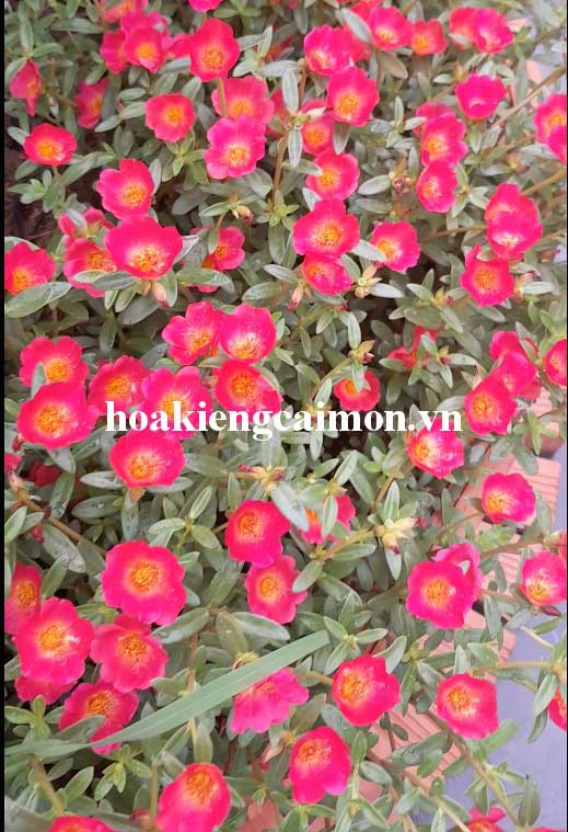 Hoa Mười Giờ Sam Đơn Màu Đỏ