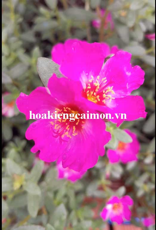 Hoa Mười Giờ Sam Đơn Màu Hồng Tím