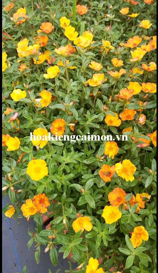 Hoa Mười Giờ Sam Đơn Màu Vàng