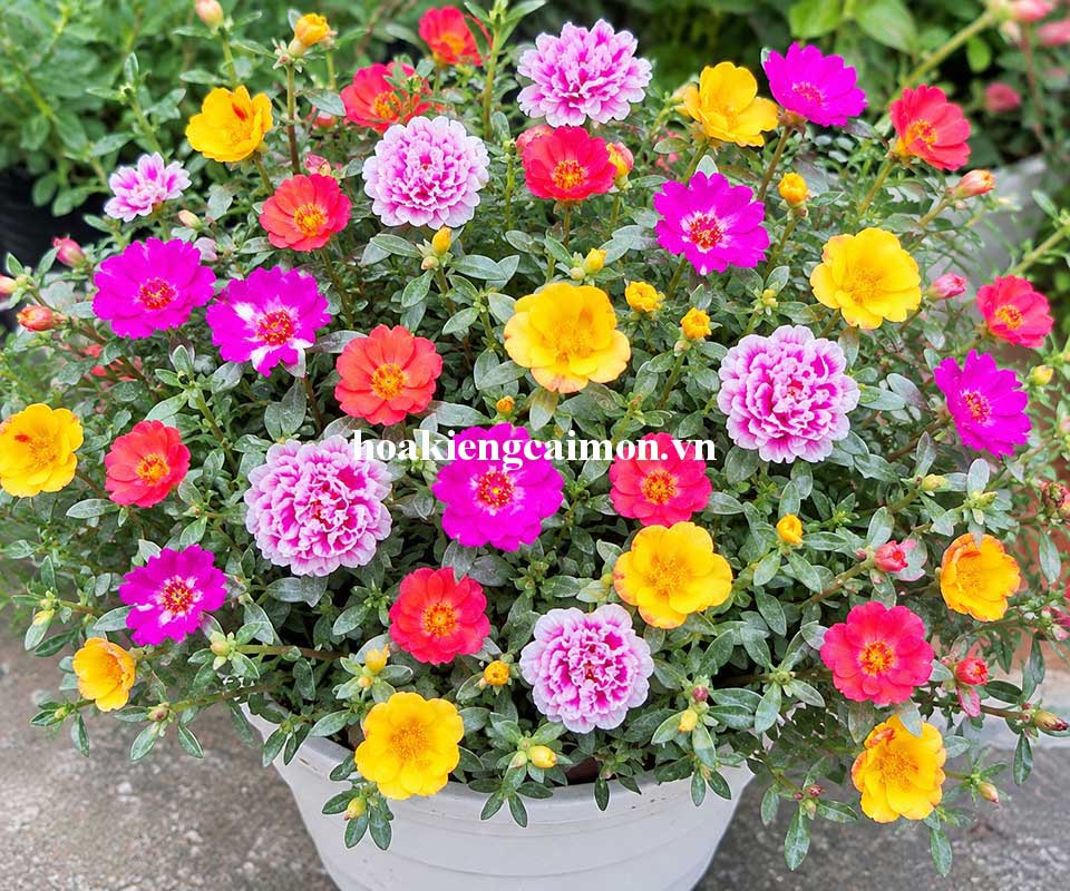 Hoa Mười Giờ Sam Mix Nhiều Màu