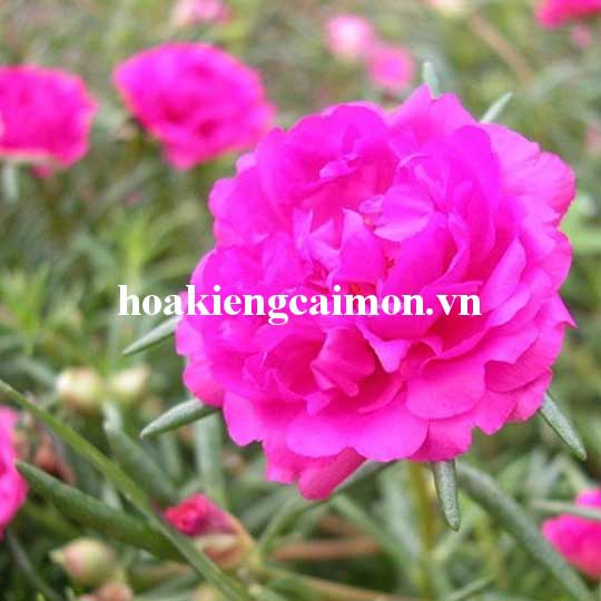 Hoa Mười Giờ Thái Cánh Kép Đơn Màu Hồng Tím