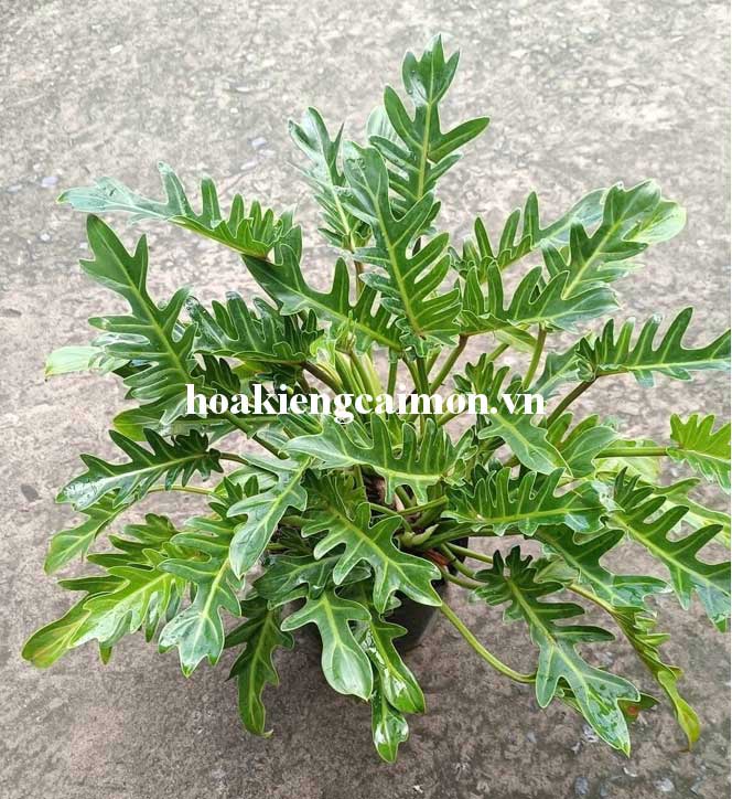 Cây Kiểng Lá Trầu Bà Chân Vịt