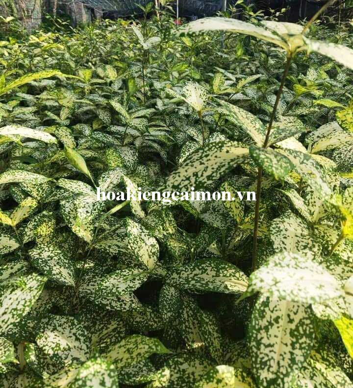 Cây Kiểng Lá Trúc Đốm