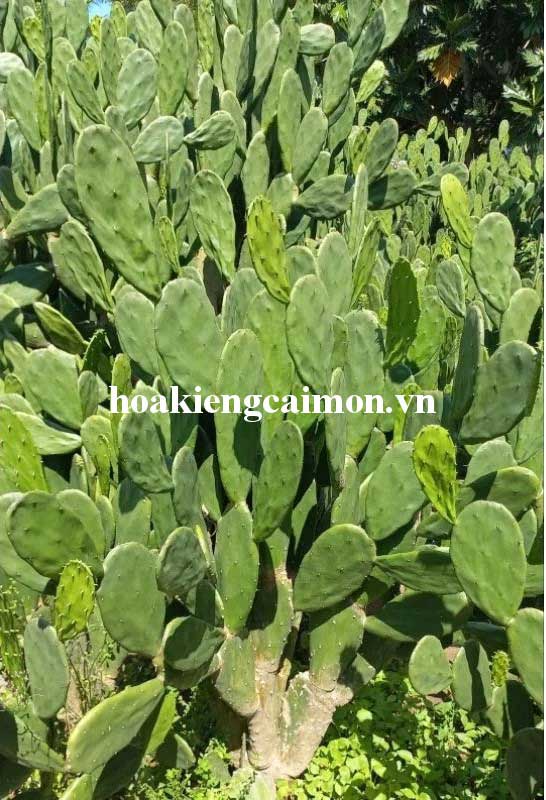 Xương Rồng Tai Thỏ Không Gai