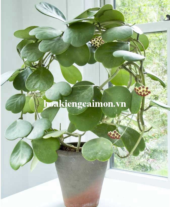 Cây Kiểng Lá Cẩm Cù Lá Tim Xanh