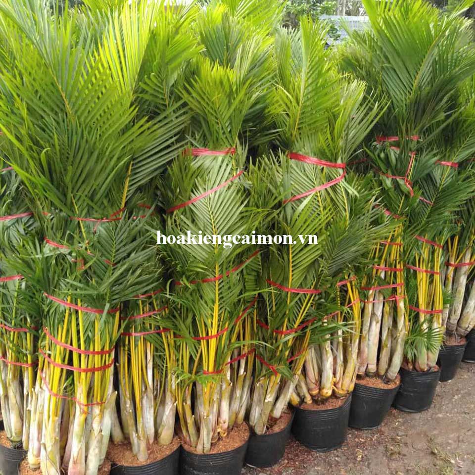 Cau Vàng Đài Loan