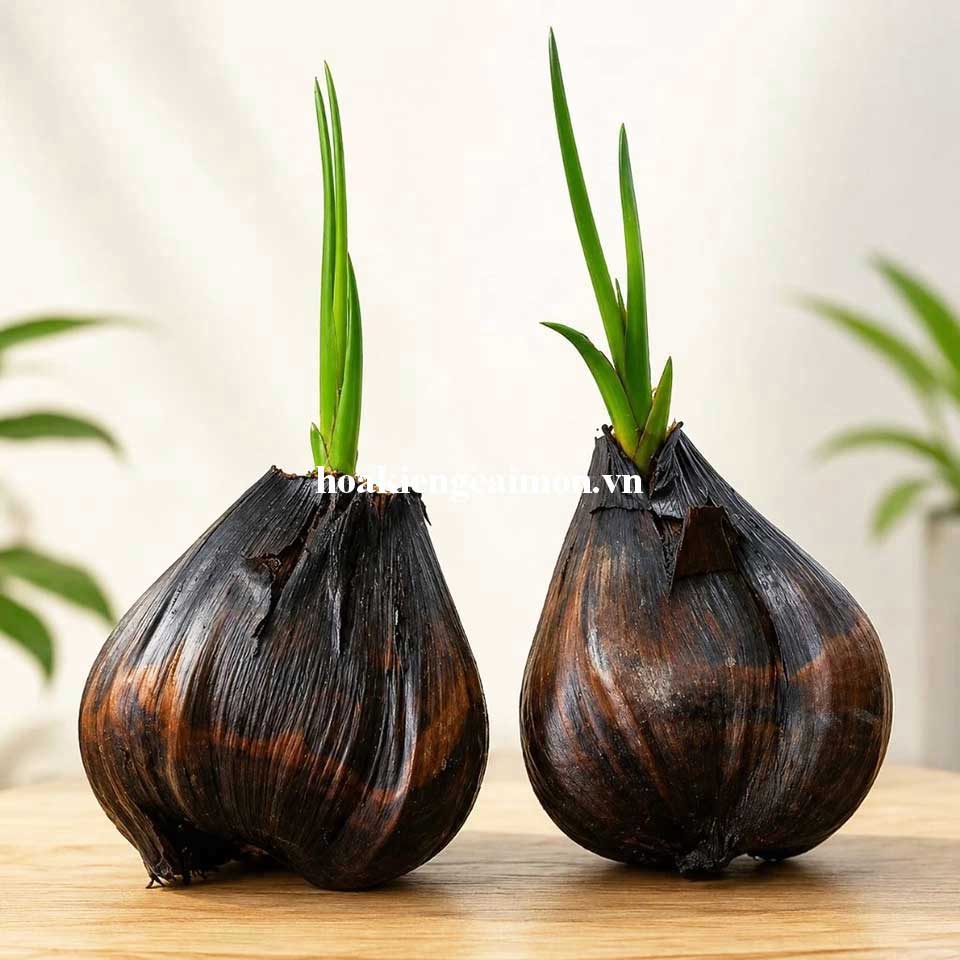Cây Dừa Nước
