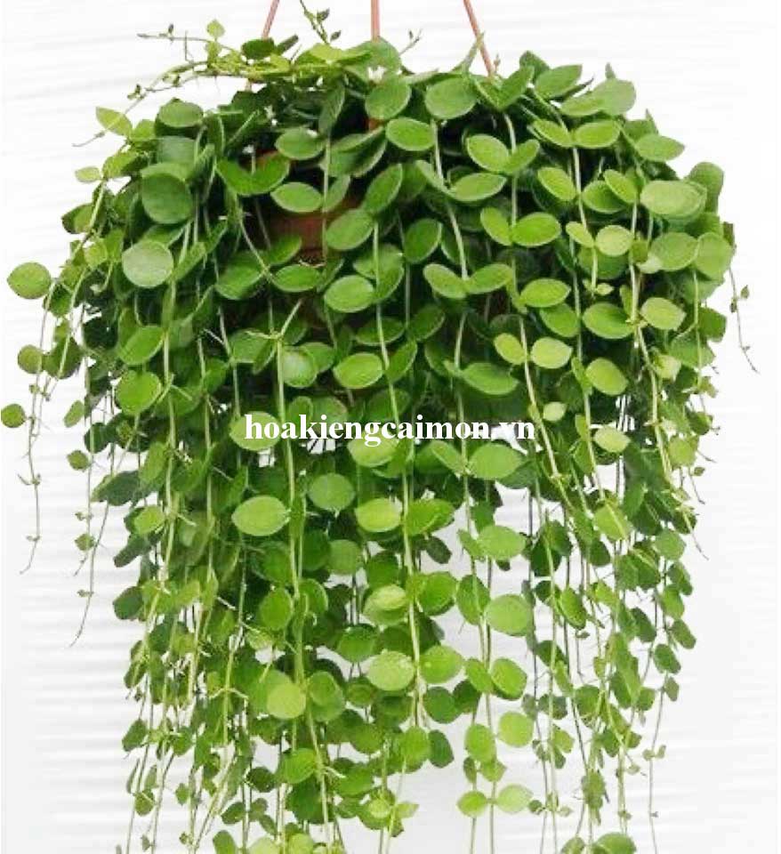 Cây Kiểng Lá Lan Hạt Ngọc