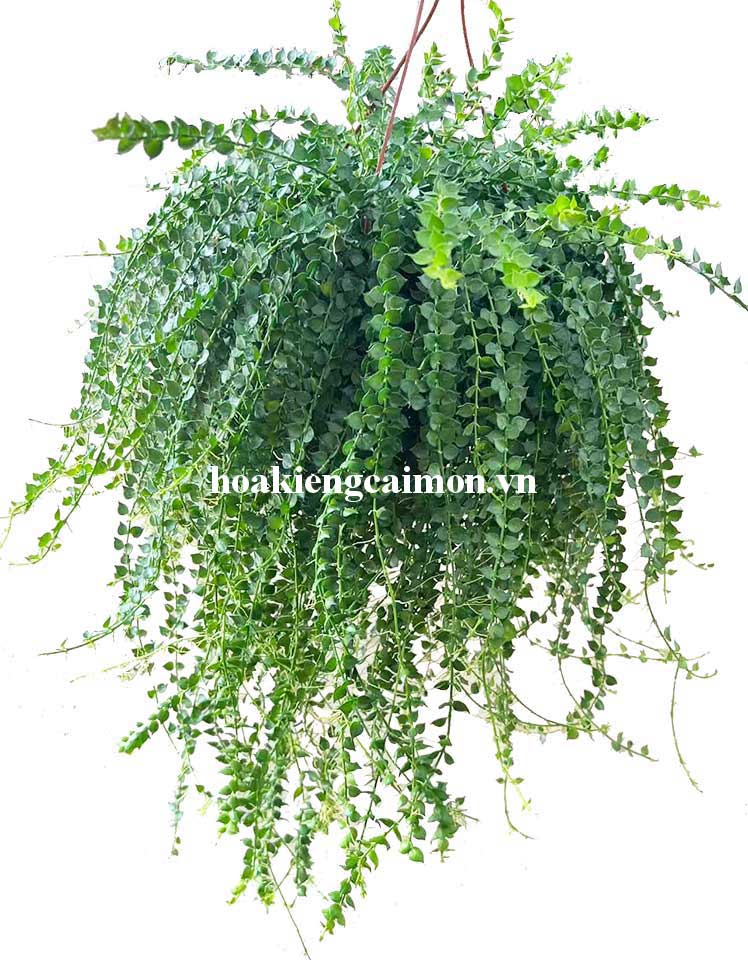 Cây Kiểng Lá Lan Tim