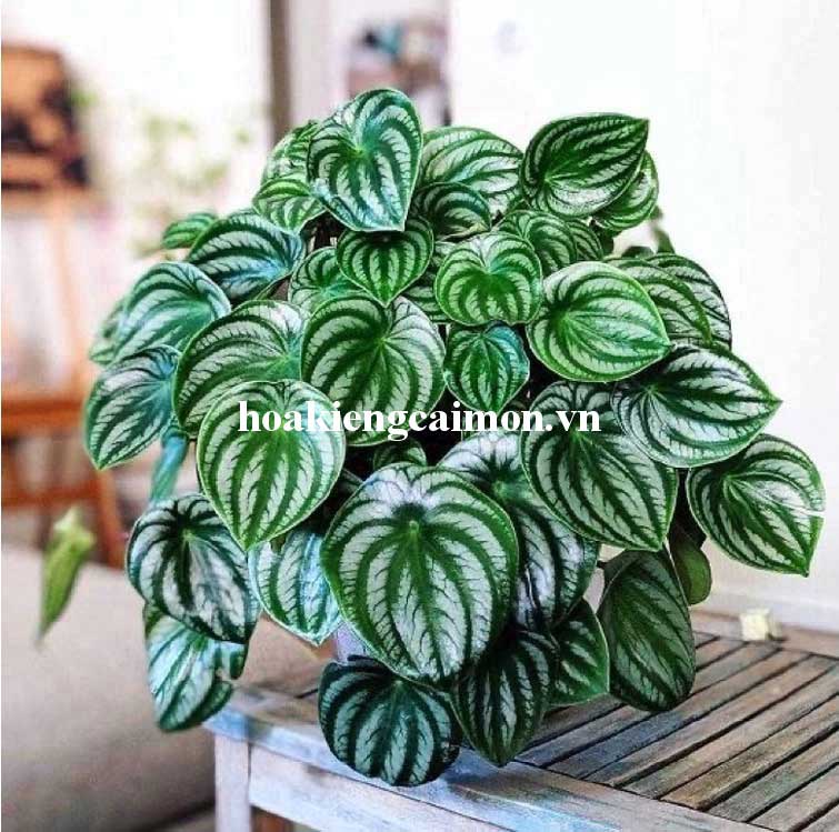 Cây Kiểng Lá Sọc Dưa Hấu